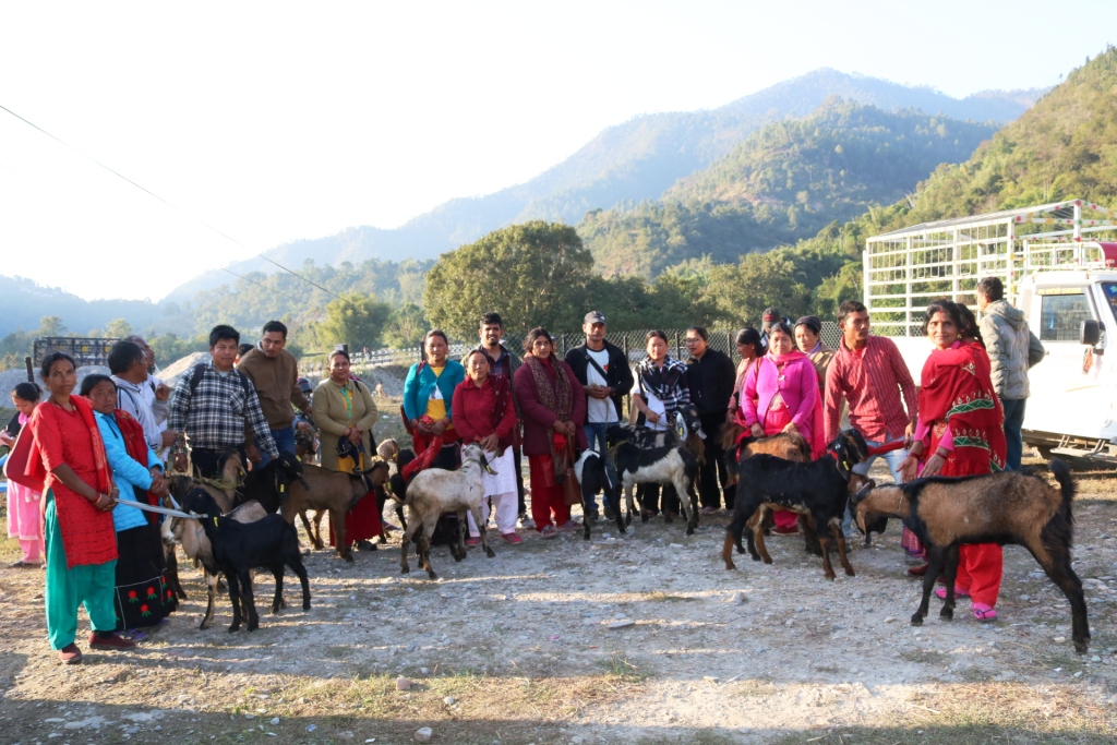 ऐरावतीमा नश्ल सुधारका लागि उन्नत जातको बोका वितरण