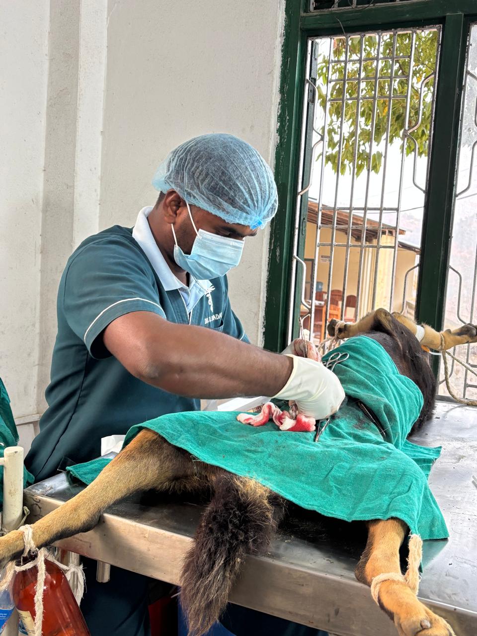 प्युठानमा एक सयबढी सामुदायिक कुकुरको बन्ध्याकरण