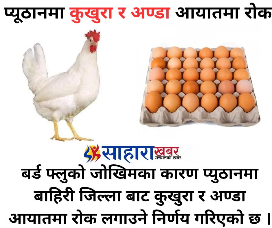 प्यूठानमा कुखुरा तथा अण्डा आयातमा रोक लगाउने निर्णय