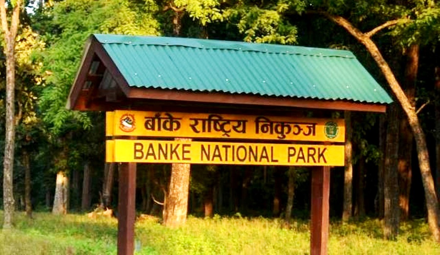 बाँके राष्ट्रिय निकुञ्जमा बाघ दोब्बर वृद्धि