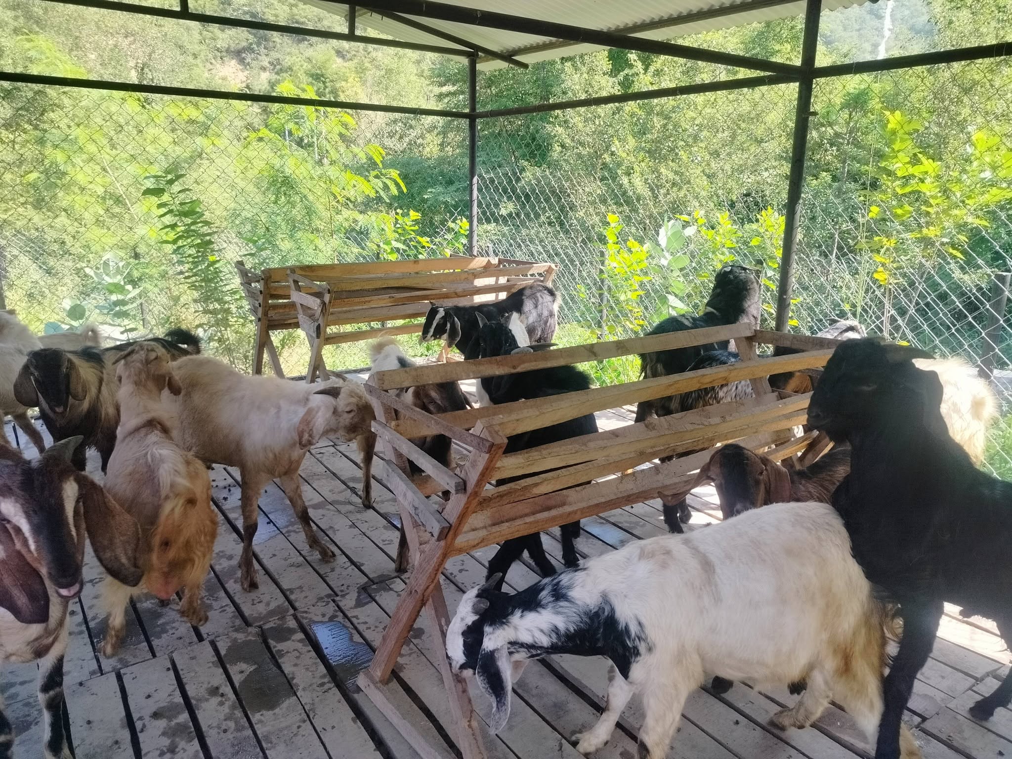 ऐरावतीको सहकारीबाट १२२ खसीबोका विक्री